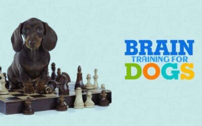 BrainTraining4Dogs